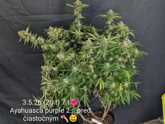 Moje po druheee😁🌱. Week 20