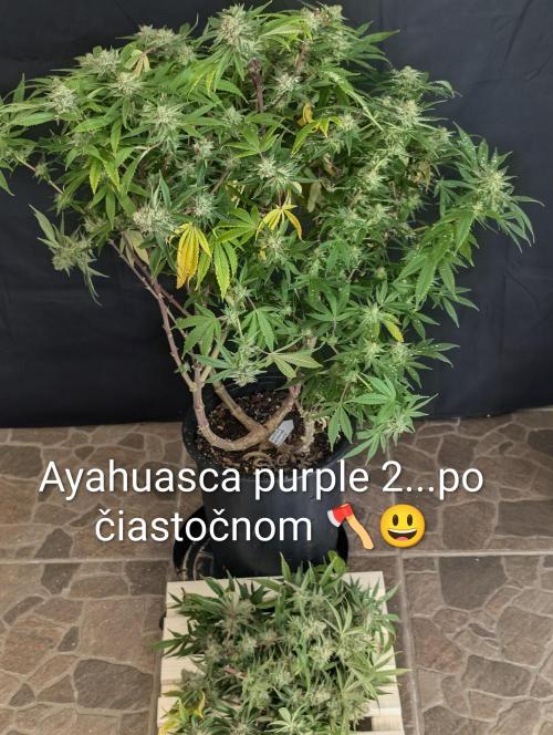 Moje po druheee😁🌱. Week 20