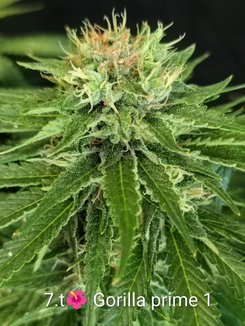 Moje po druheee😁🌱. Week 20