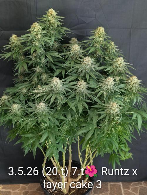 Moje po druheee😁🌱. Week 20