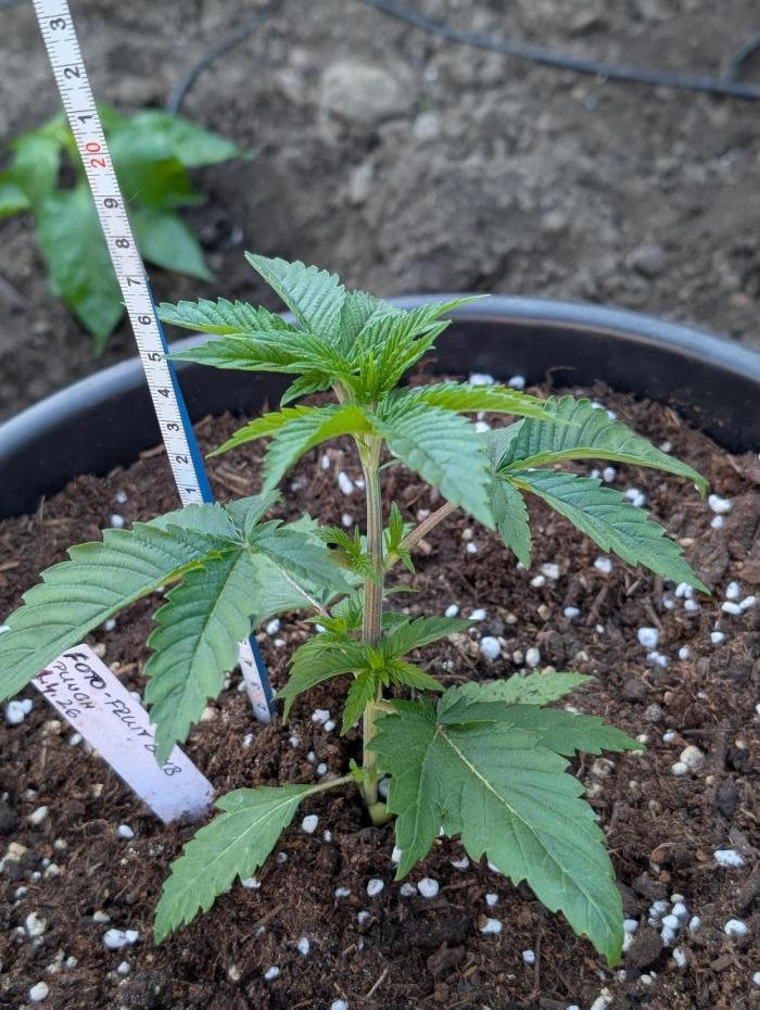 Outdoor  FRUIT 📸🌞🌱. Week 4