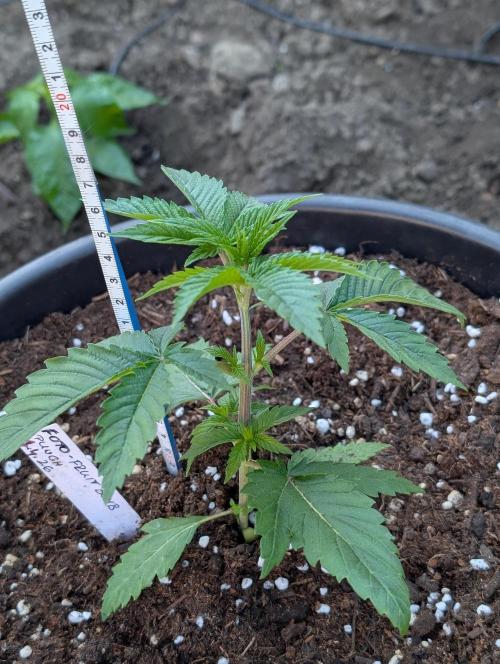 Fruit Bomb Punch. Week 4