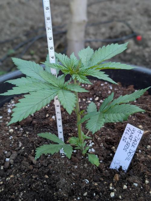 Outdoor 🚗🌞🌱🌱. Week 4