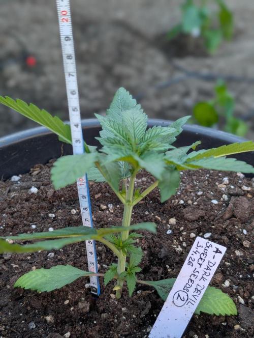 Outdoor 🚗🌞🌱🌱. Week 4