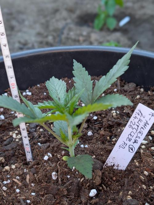 Outdoor 🚗🌞🌱🌱. Week 4