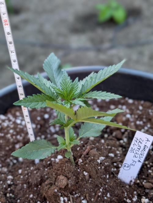 Outdoor 🚗🌞🌱🌱. Week 4