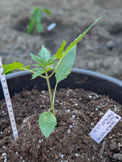 Outdoor 🚗🌞🌱🌱. Week 4