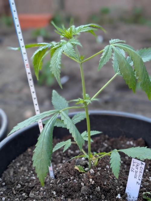 Outdoor 🚗🌞🌱🌱. Week 4
