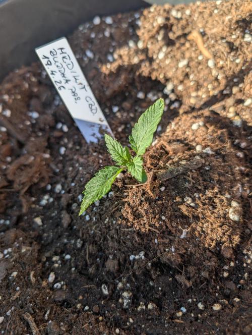 CBDečko Outdoor💚🌱. Week 2