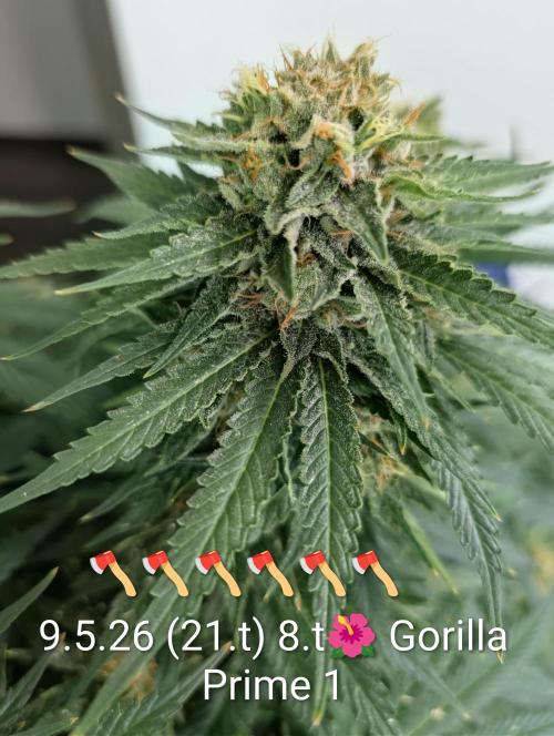 Moje po druheee😁🌱. Week 21