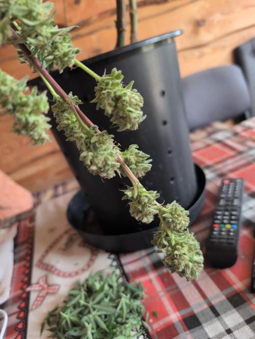 Moje po druheee😁🌱. Week 21