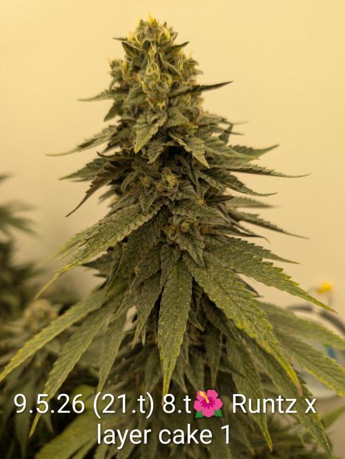 Moje po druheee😁🌱. Week 21