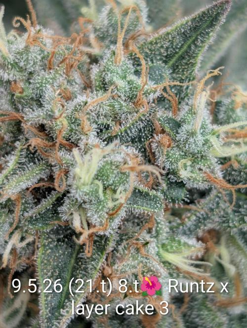 Moje po druheee😁🌱. Week 21