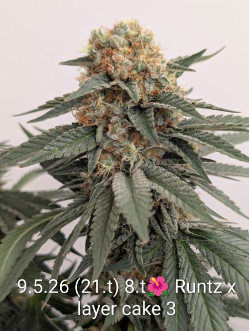 Moje po druheee😁🌱. Week 21