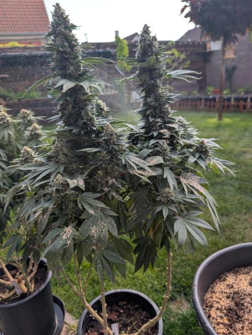 Moje po druheee😁🌱. Week 21