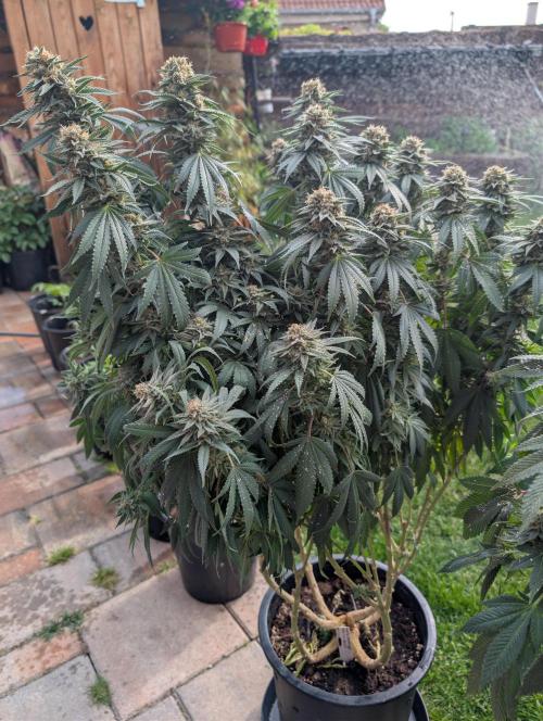 Moje po druheee😁🌱. Week 21