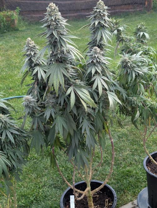 Moje po druheee😁🌱. Week 21