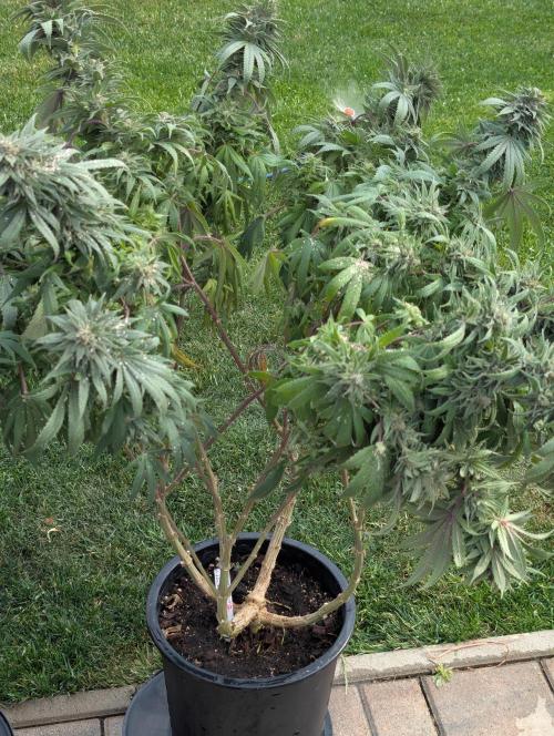 Moje po druheee😁🌱. Week 21