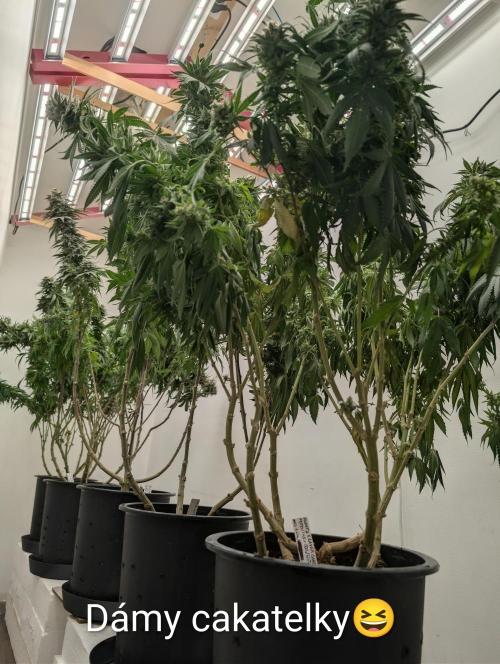 Moje po druheee😁🌱. Week 21