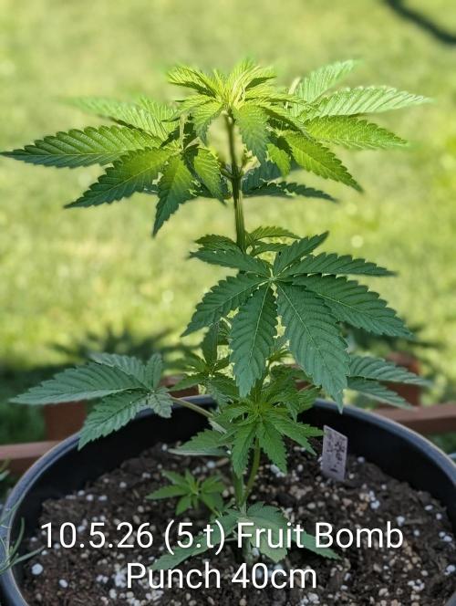 Fruit Bomb Punch. Week 5