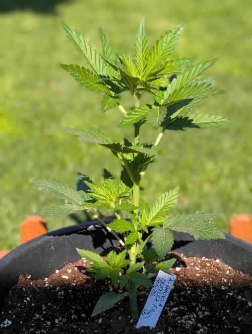 Outdoor 🚗🌞🌱🌱. Week 5