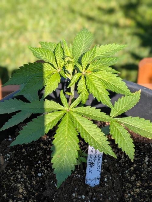 Outdoor 🚗🌞🌱🌱. Week 5