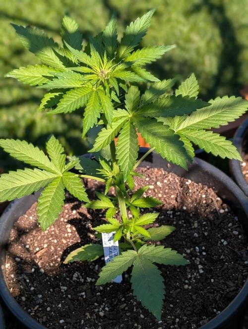 Outdoor 🚗🌞🌱🌱. Week 5