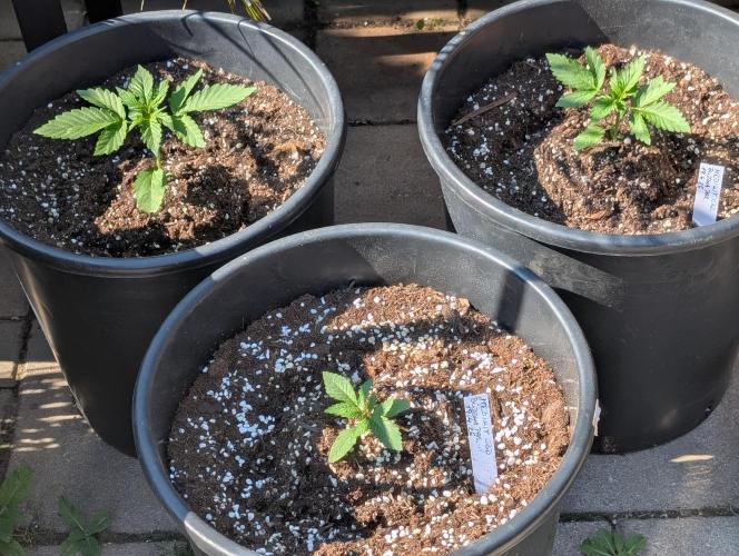 Medikit Auto . Week 3