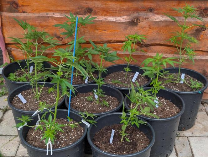 Outdoor 🚗🌞🌱🌱. Week 6