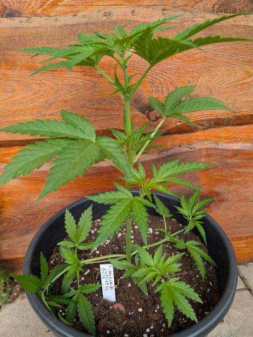 Outdoor 🚗🌞🌱🌱. Week 6
