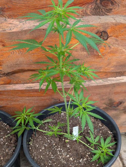 Outdoor 🚗🌞🌱🌱. Week 6