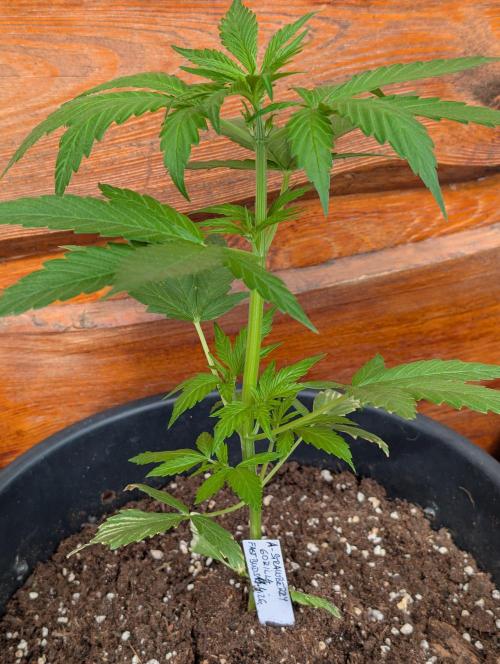 Outdoor 🚗🌞🌱🌱. Week 6
