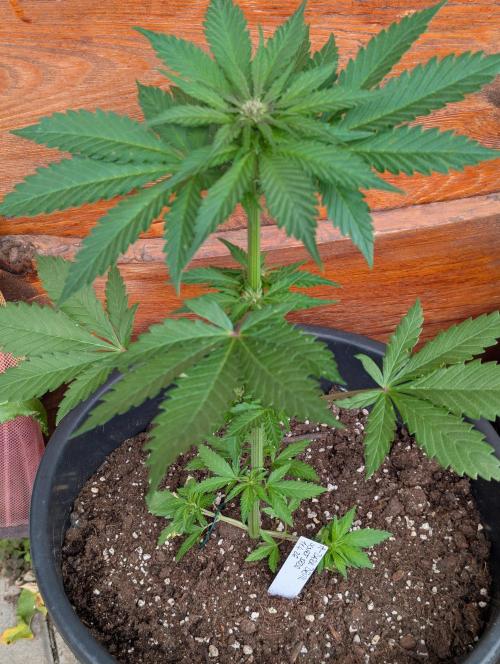 Outdoor 🚗🌞🌱🌱. Week 6