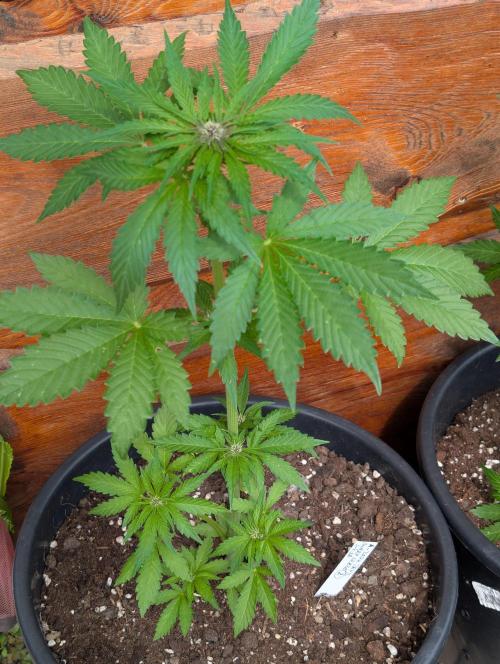 Outdoor 🚗🌞🌱🌱. Week 6