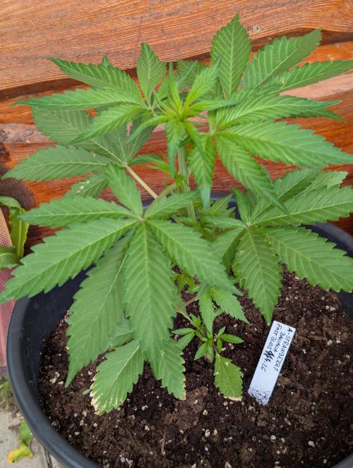 Outdoor 🚗🌞🌱🌱. Week 6