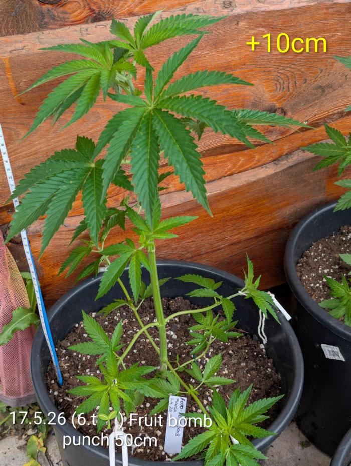 Outdoor  FRUIT 📸🌞🌱. Week 6