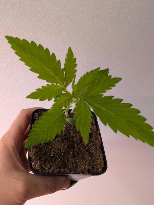 Outdoor 📸Cherry Moonrocks🍒. Week 3