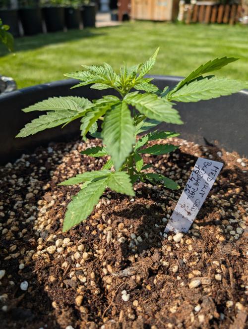 CBDečko Outdoor💚🌱. Week 4 - Najmalinkatejsia😁
15cm
