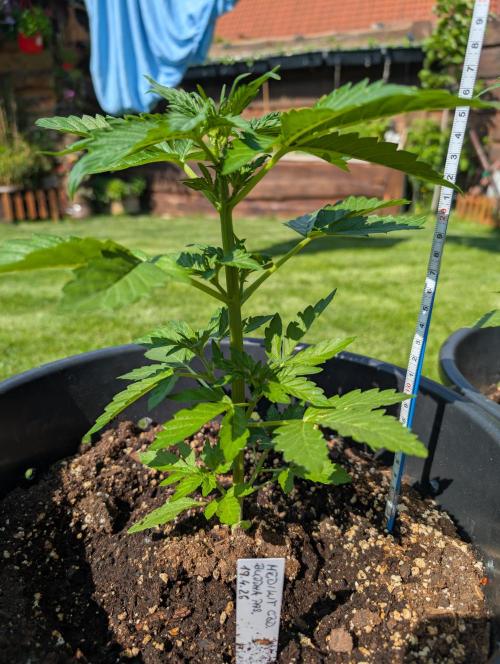 CBDečko Outdoor💚🌱. Week 4 - 25cm