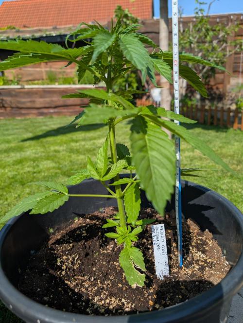 CBDečko Outdoor💚🌱. Week 4 - 26cm