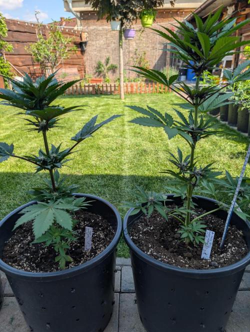 Outdoor 🚗🌞🌱🌱. Week 7