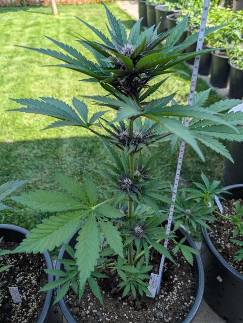 Outdoor 🚗🌞🌱🌱. Week 7
