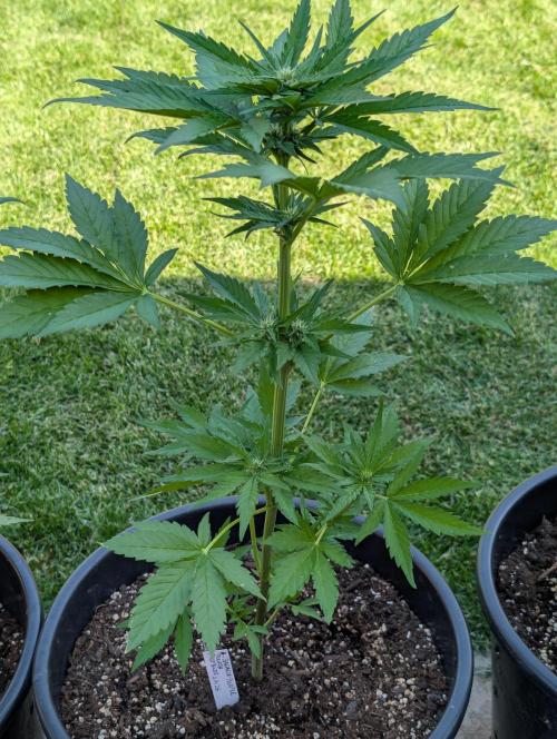 Outdoor 🚗🌞🌱🌱. Week 7