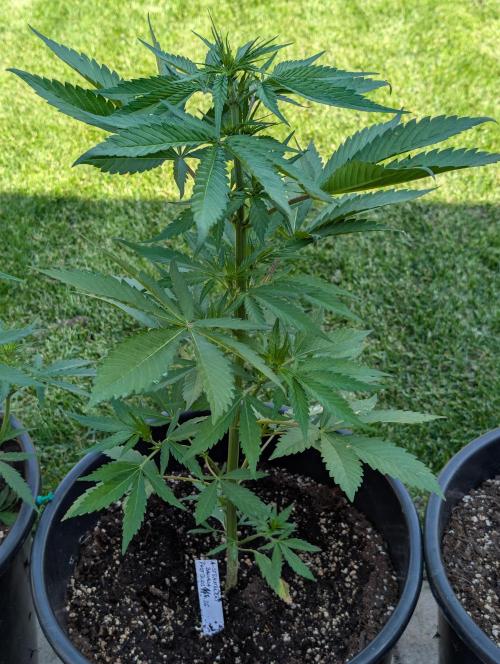 Outdoor 🚗🌞🌱🌱. Week 7
