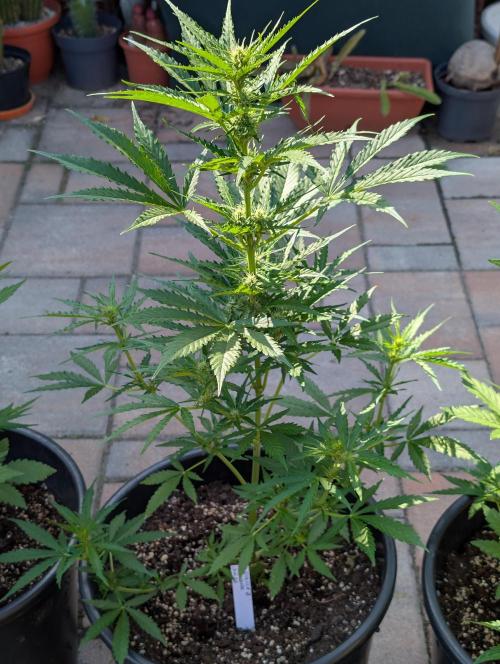 Outdoor 🚗🌞🌱🌱. Week 7
