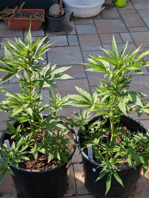 Outdoor 🚗🌞🌱🌱. Week 7