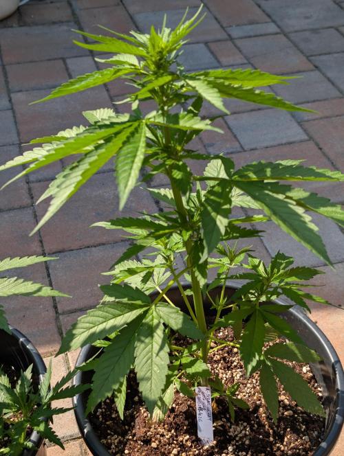 Outdoor 🚗🌞🌱🌱. Week 7