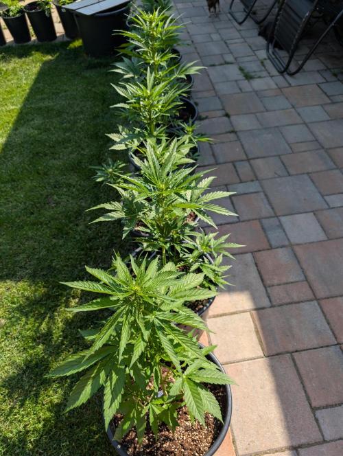 Outdoor 🚗🌞🌱🌱. Week 7