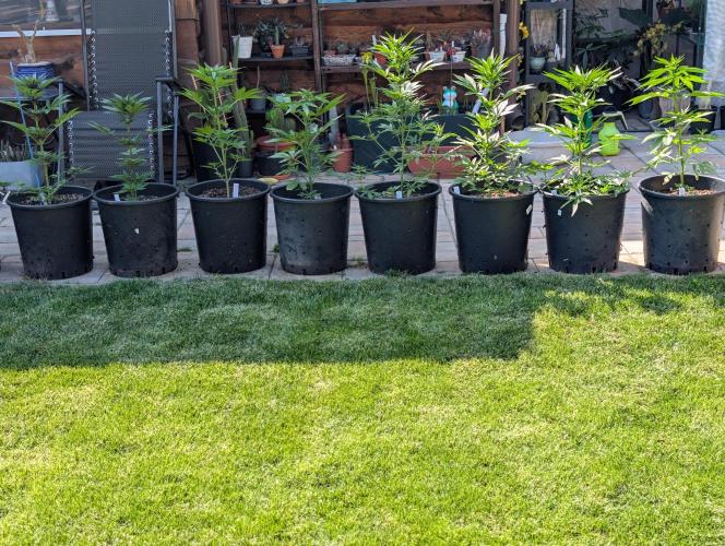 Outdoor 🚗🌞🌱🌱. Week 7