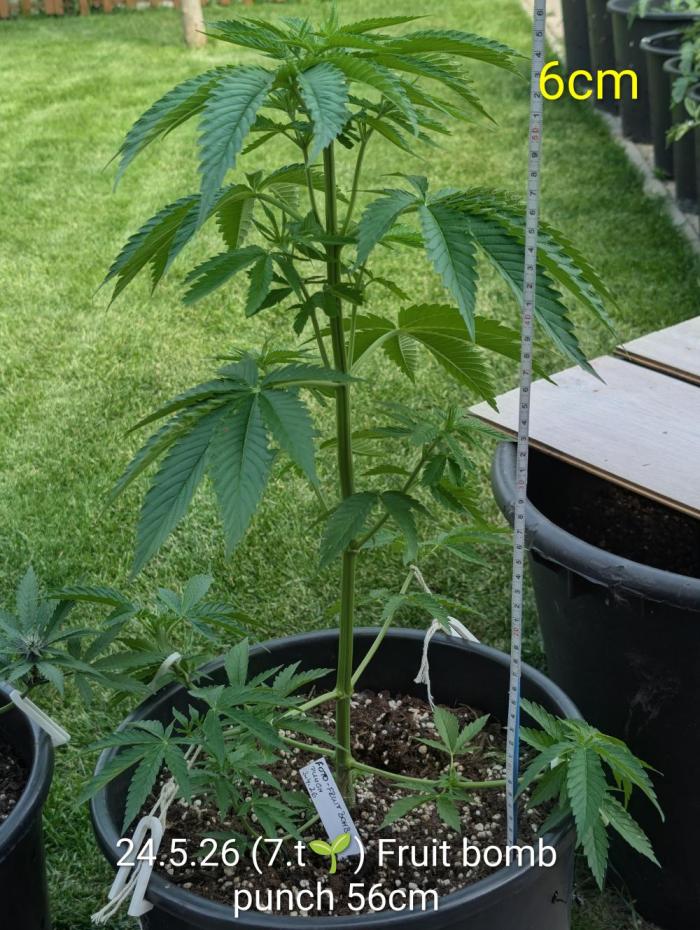 Outdoor  FRUIT 📸🌞🌱. Week 7